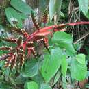 Aechmea retusa L. B. Sm.的圖片