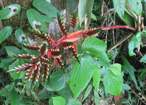 Aechmea retusa L. B. Sm.的圖片