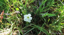 صورة Thunbergia capensis Rets.