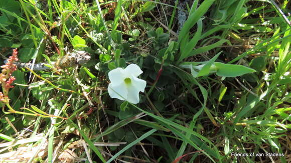 Image of Thunbergia capensis Rets.