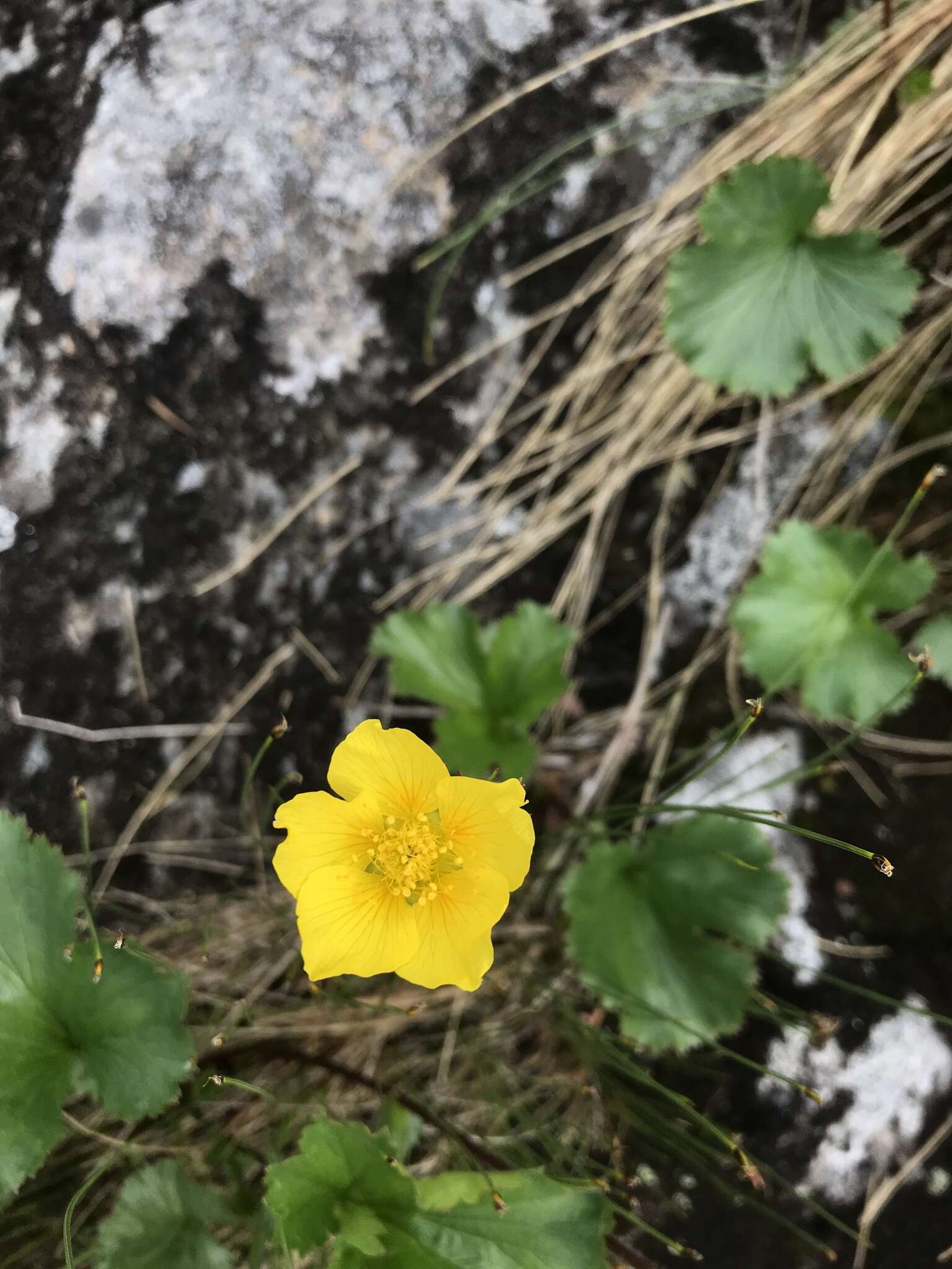 Image of Mountain Avens