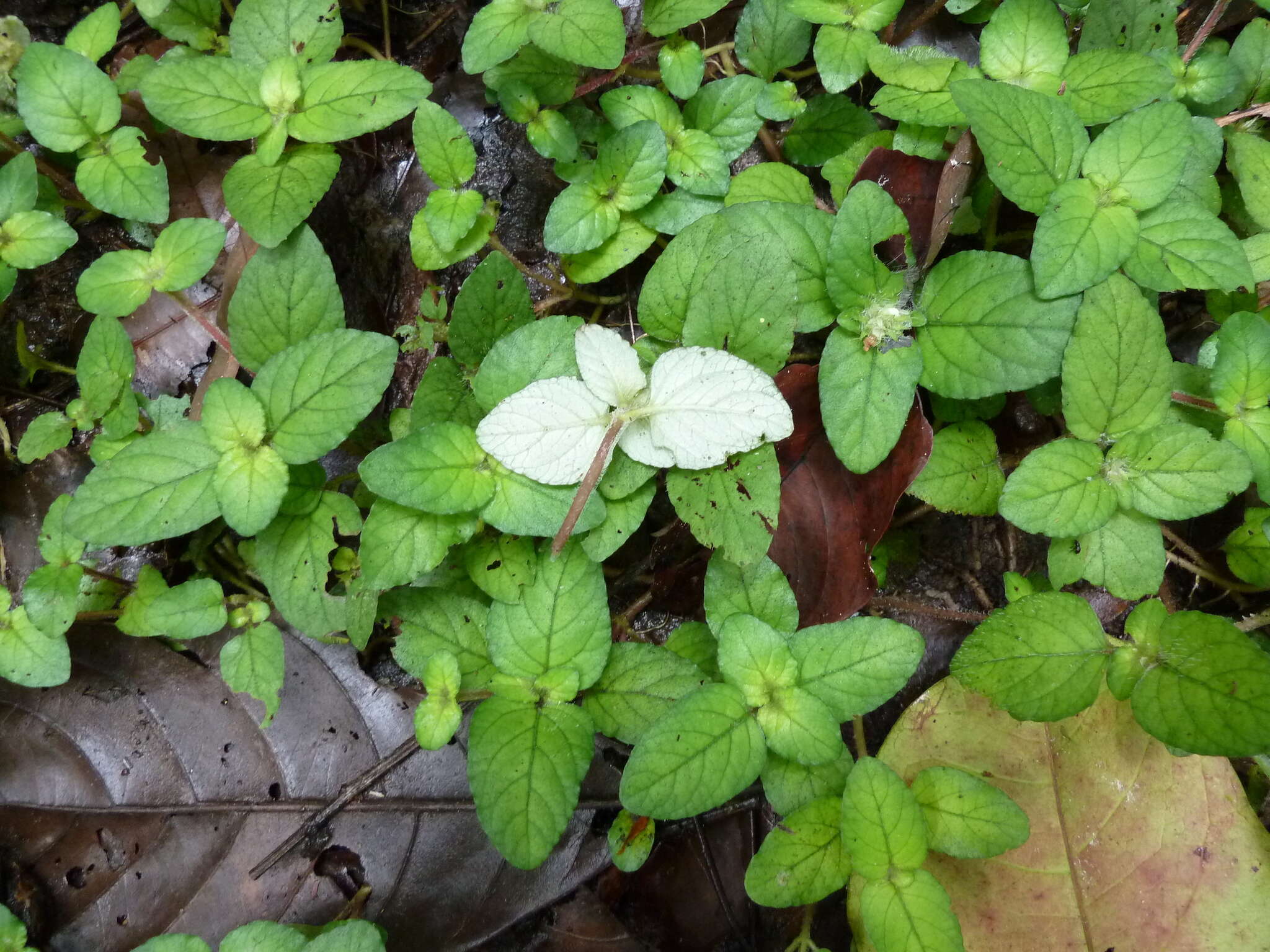 Plancia ëd Staurogyne capitata E. A. Bruce