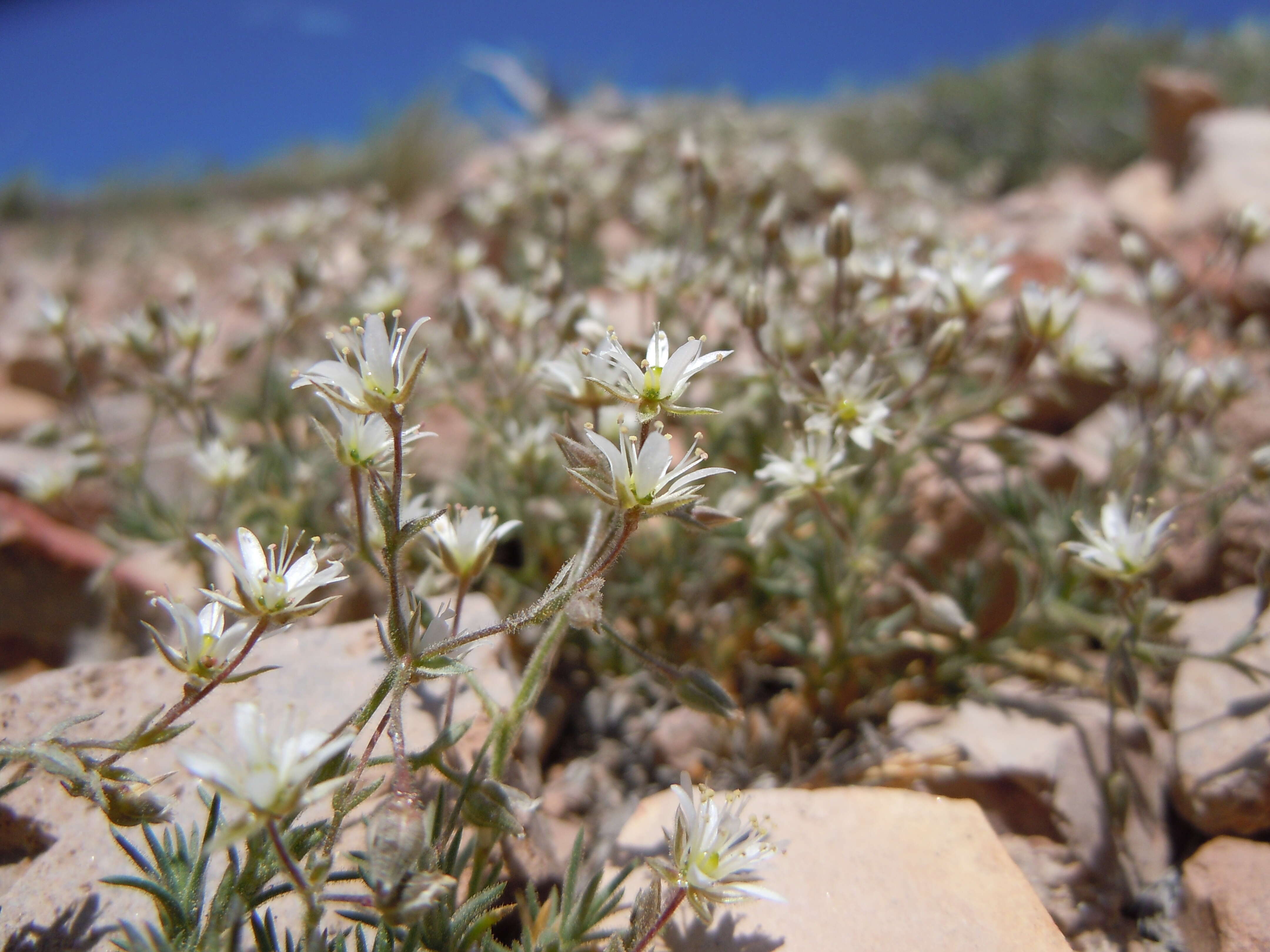 Image of Nuttall's sandwort