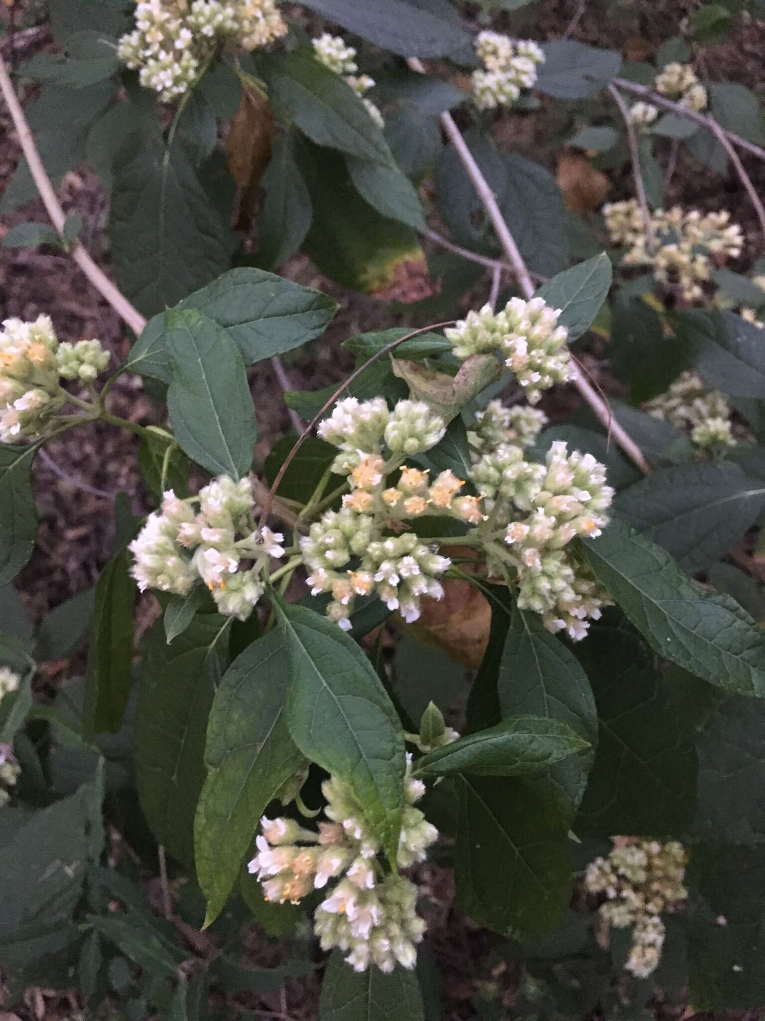 Image of Montanoa tomentosa subsp. rosei (Rose ex B. L. Rob. & Greenm.) V. A. Funk