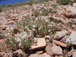 Image of Nuttall's sandwort