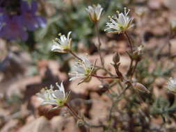 Image of Nuttall's sandwort