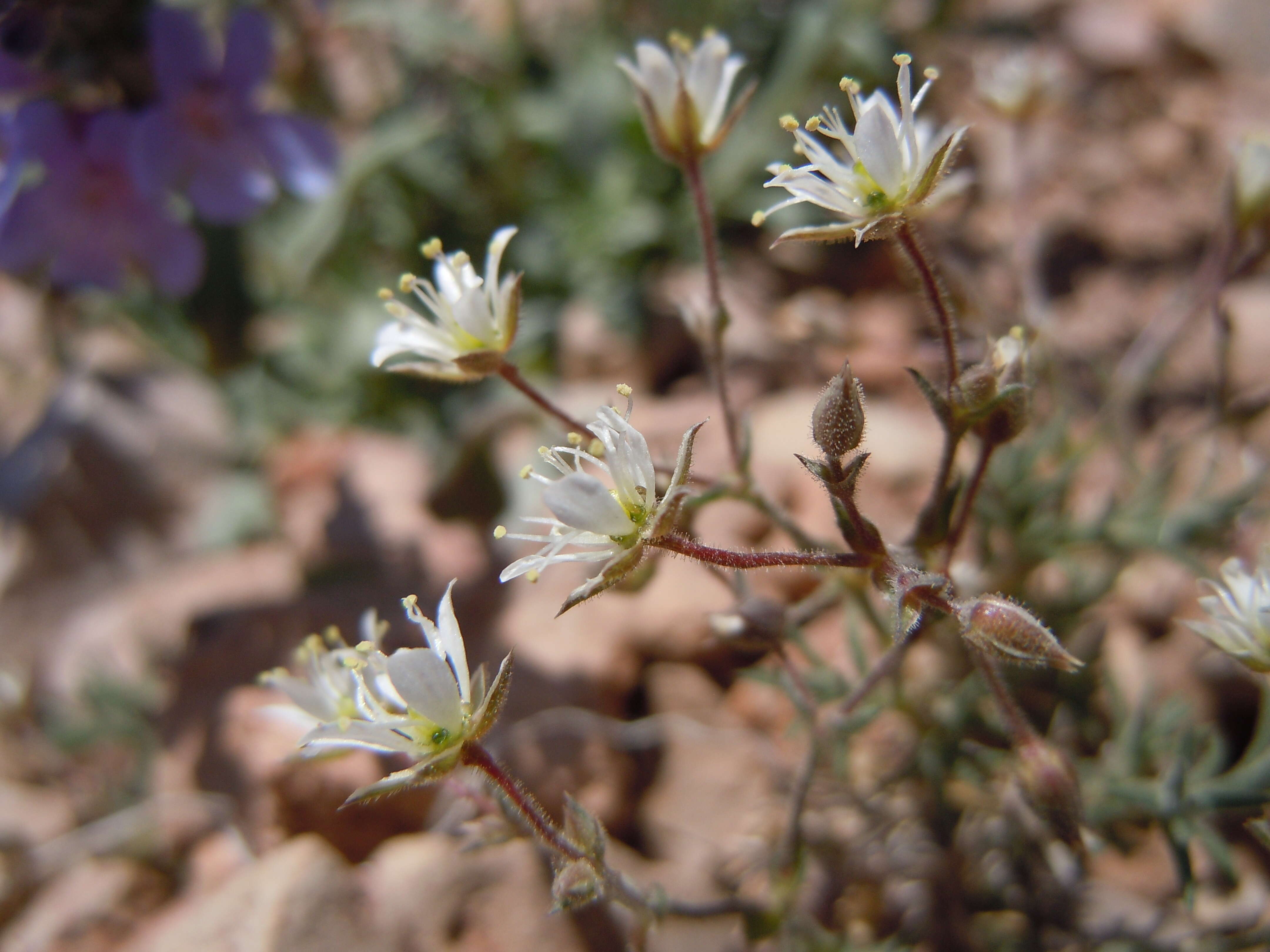 Image of Nuttall's sandwort