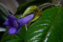 Image of Palicourea fuchsioides C. M. Taylor