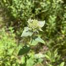 Image of Awned Mountain-Mint