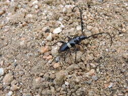 Image of Lissonotus flavocinctus puncticollis Bates 1885