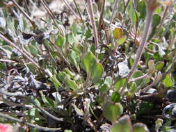 Image of sulphur-flower buckwheat