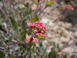 Image of sulphur-flower buckwheat