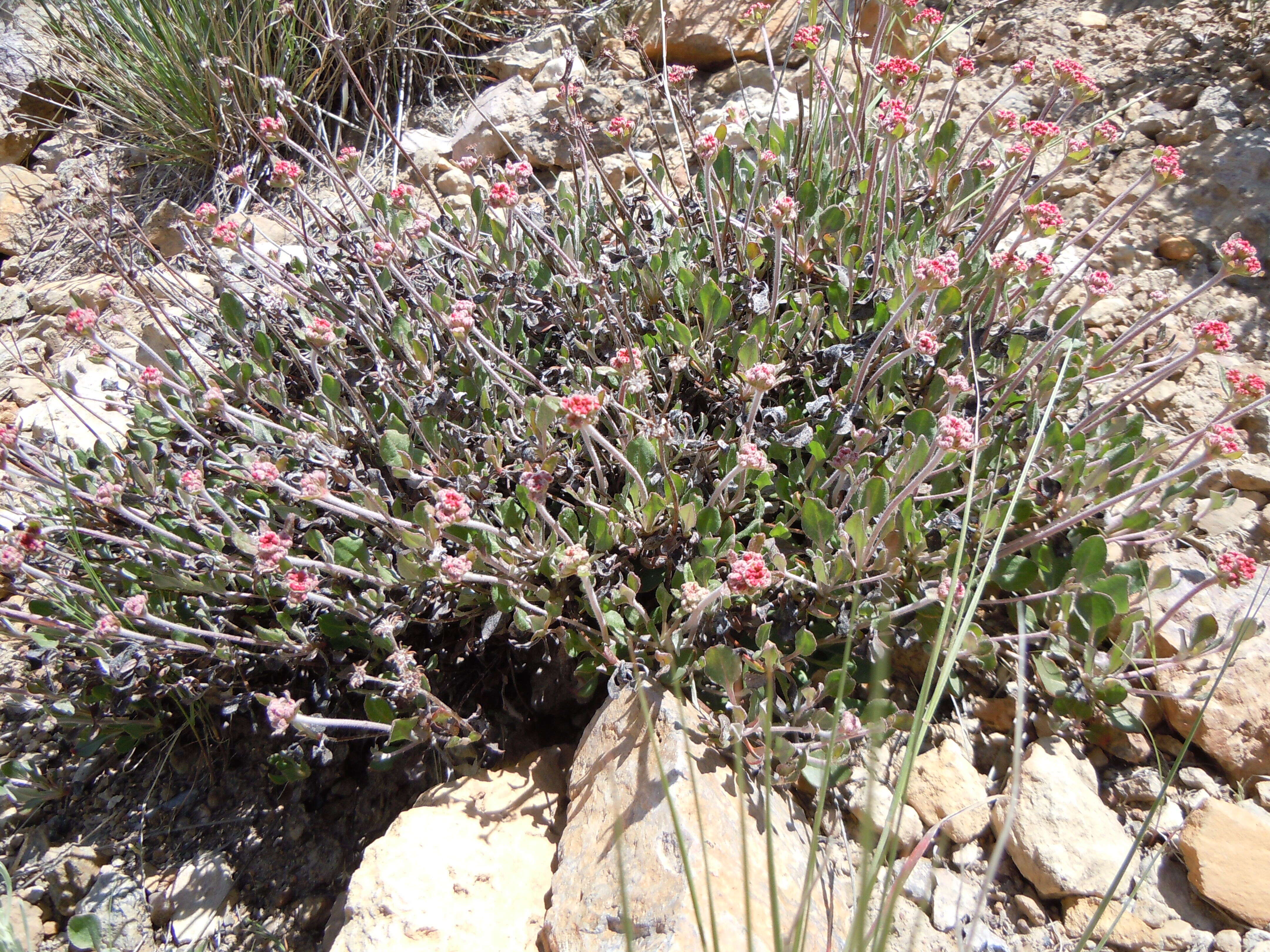 Image of sulphur-flower buckwheat