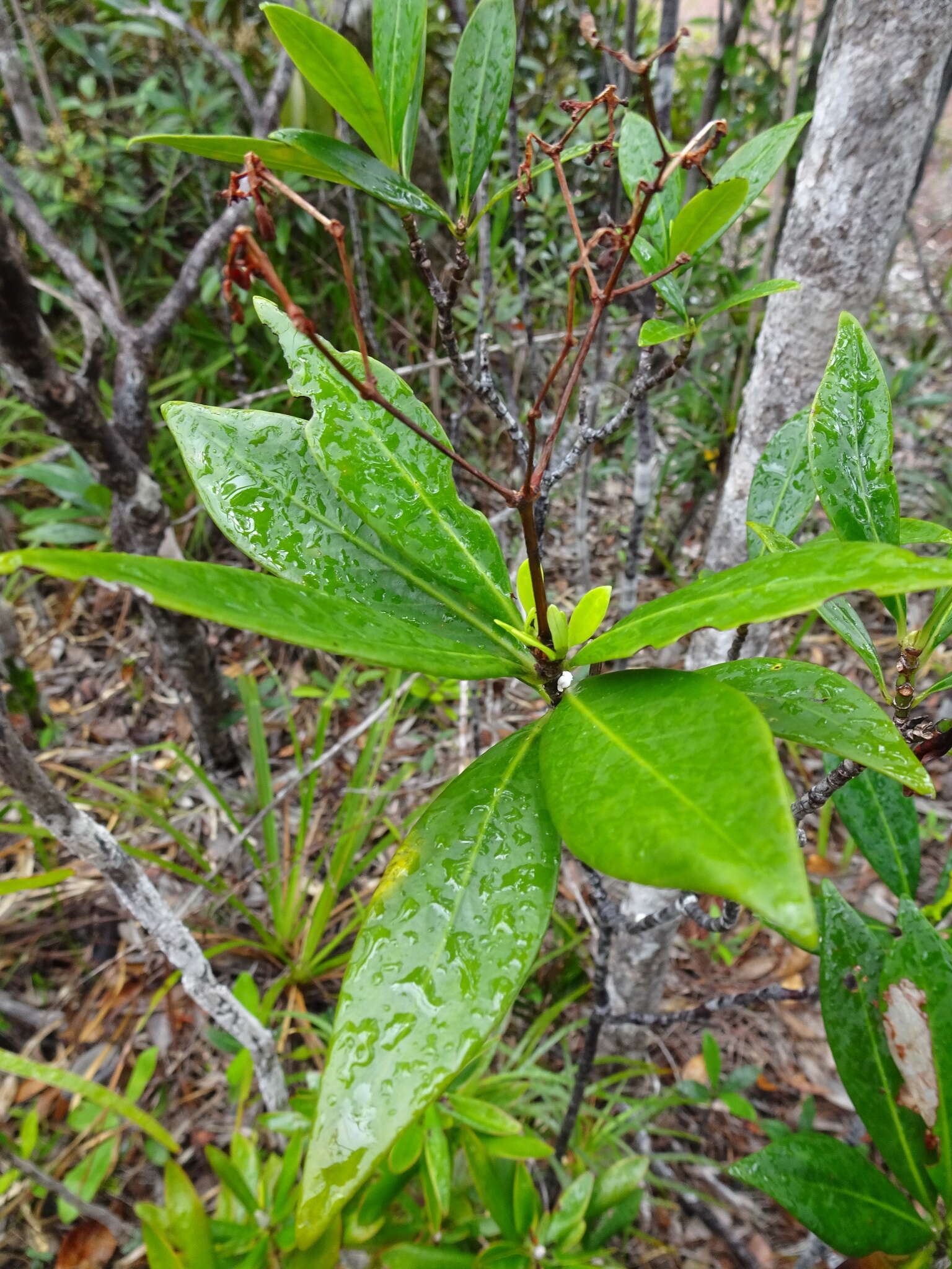 Image of Psychotria rupicola (Baill.) Schltr.