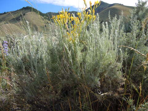 Image of threetip sagebrush