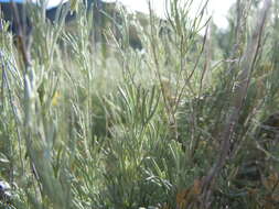 Image of threetip sagebrush