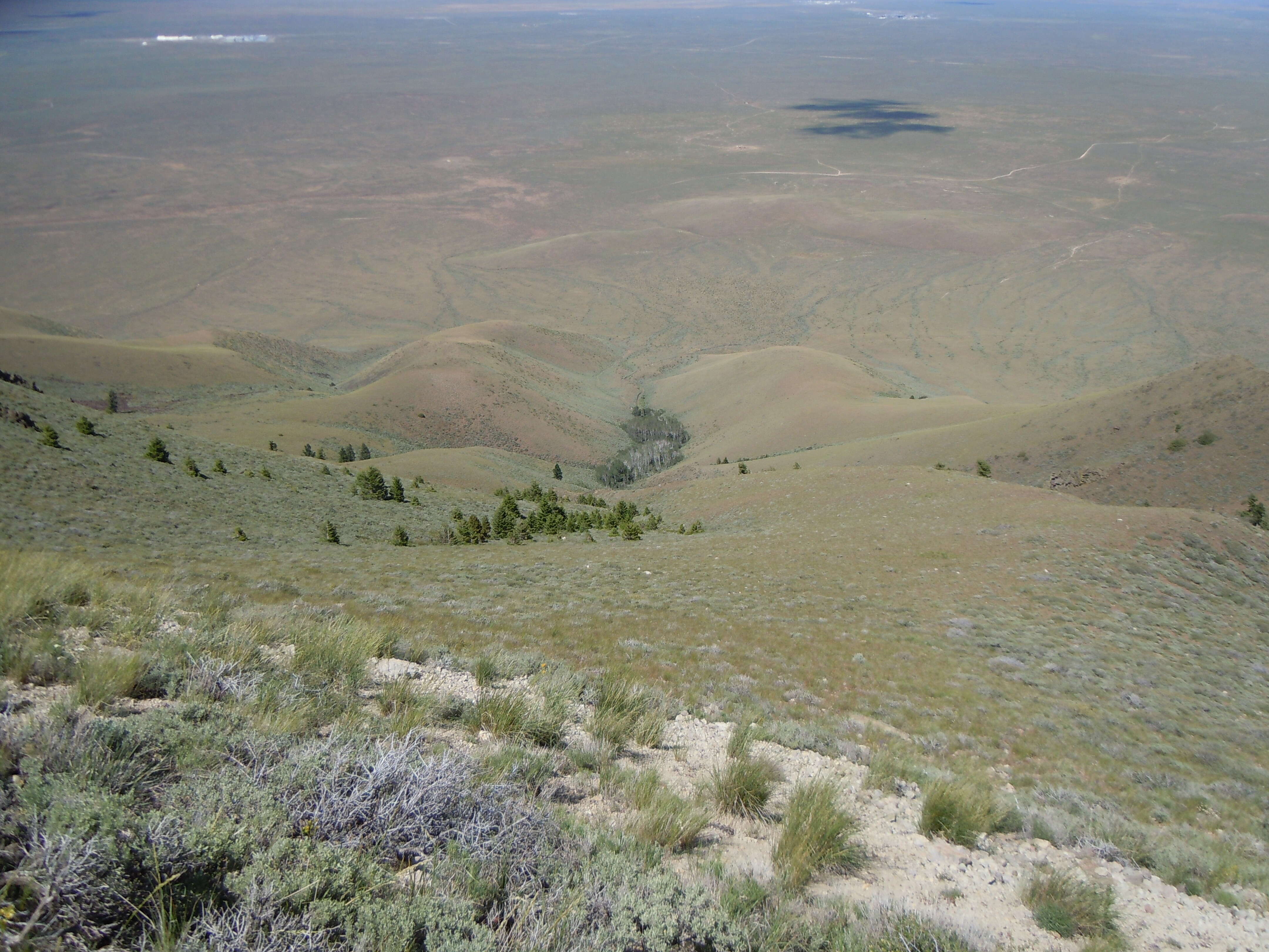 Image of Limber Pine