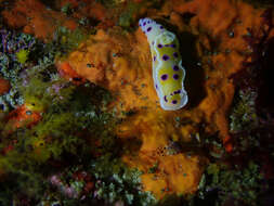 Image of Ceratosoma ingozi Gosliner 1996