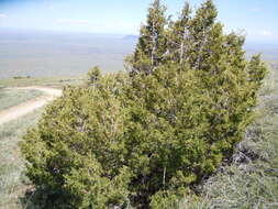 Image of Bigberry Juniper