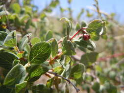 Image of mountain snowberry