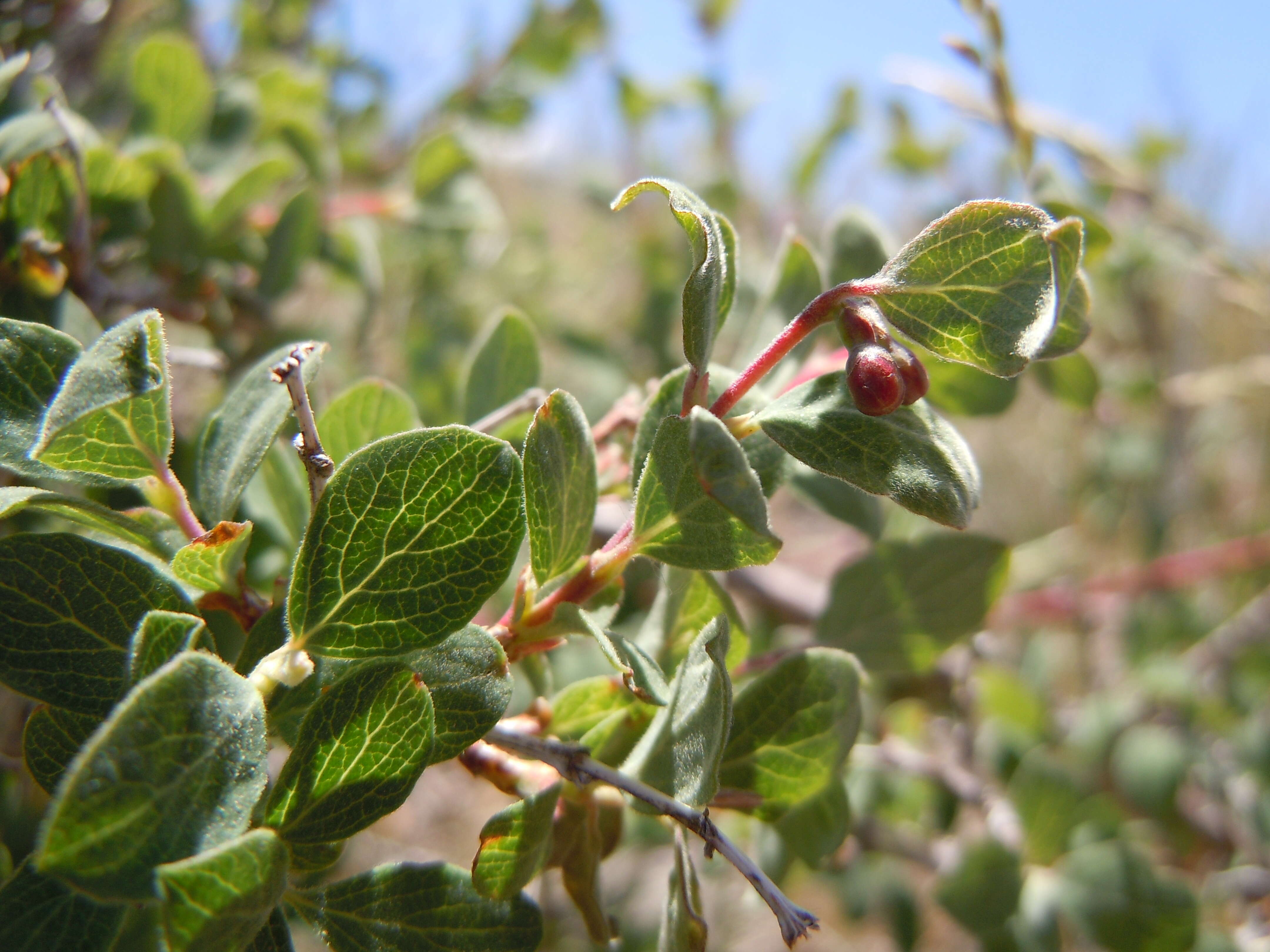 Image of mountain snowberry