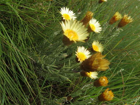 Image of Monkey-tail everlasting