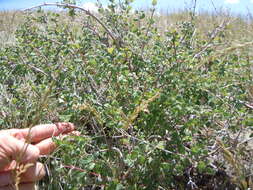 Image of mountain snowberry