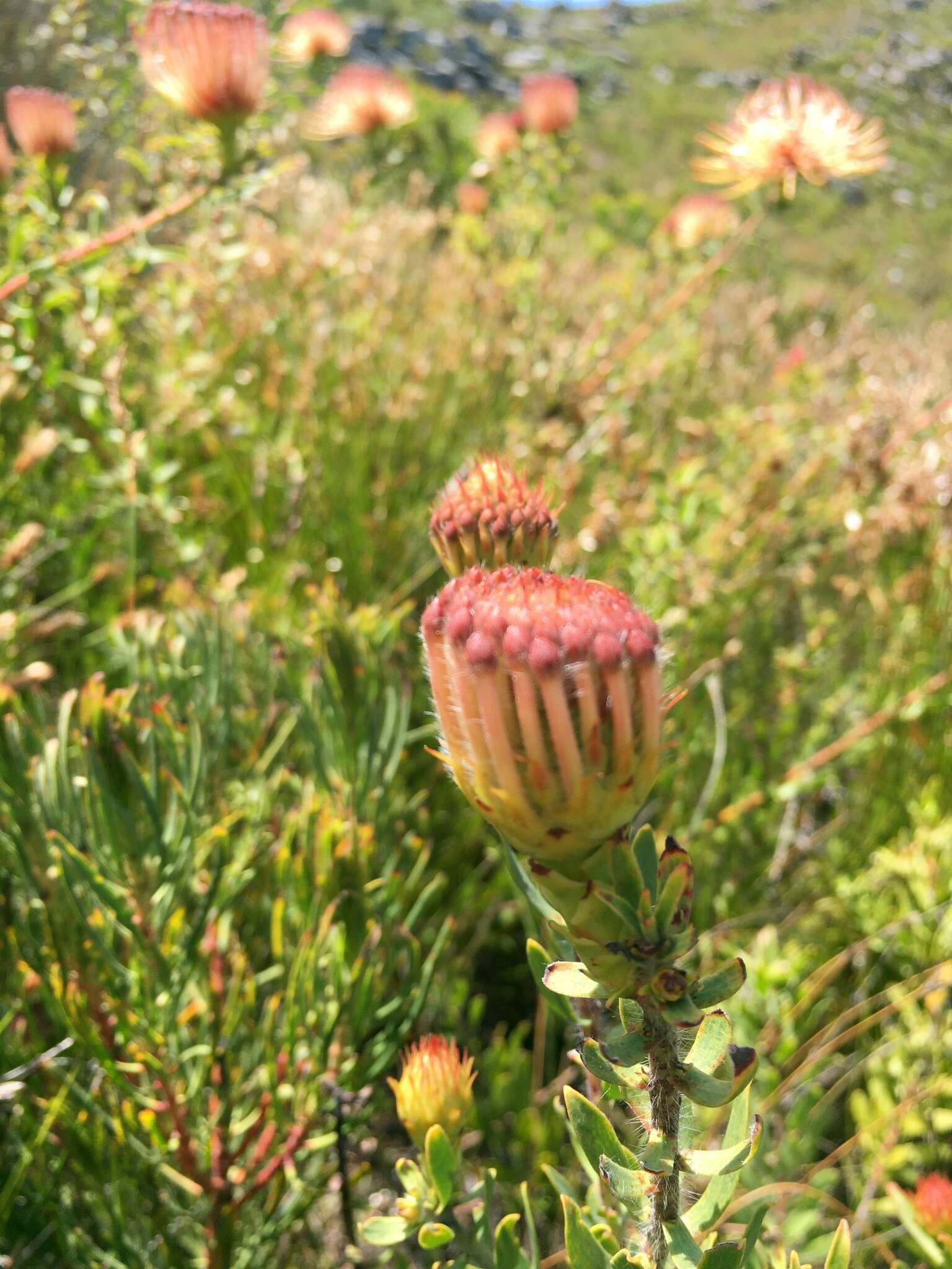 Imagem de Leucospermum tottum (L.) R. Br.