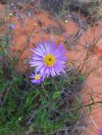 Image of Pembertonia latisquamea (F. Müll.) P. S. Short