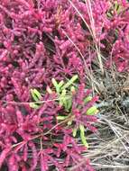 Image of red samphire