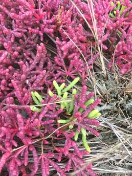 Image of red samphire