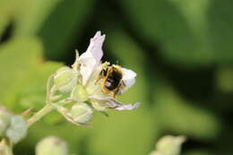 Image de Osmia leaiana (Kirby 1802)