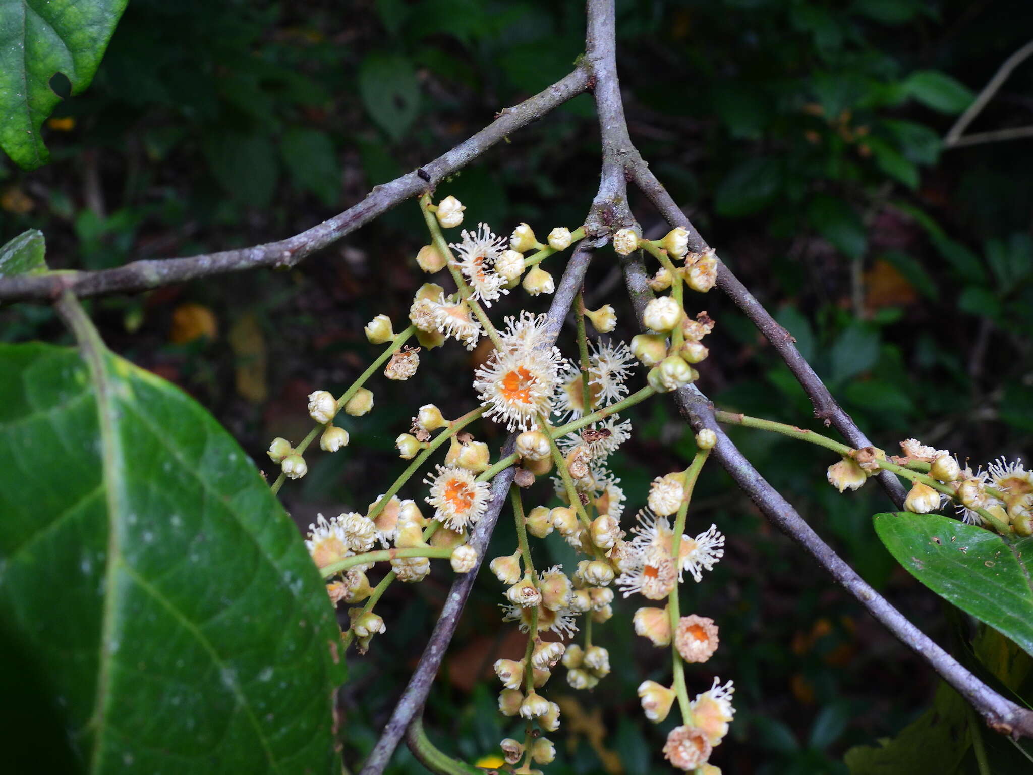 Image of Pygeum turnerianum F. M. Bailey