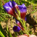 Image of Geissorhiza eurystigma L. Bolus