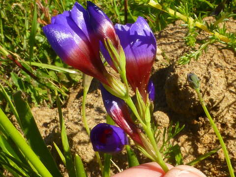 Image of Geissorhiza eurystigma L. Bolus