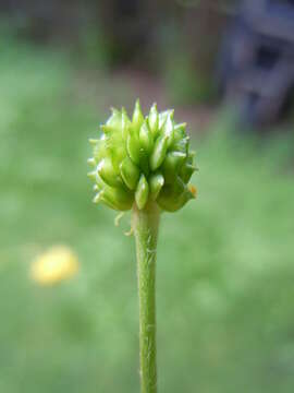 Image of common buttercup