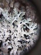 Image of shield lichen