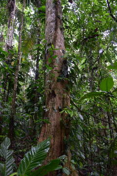 Image of Magnolia canandeana F. Arroyo