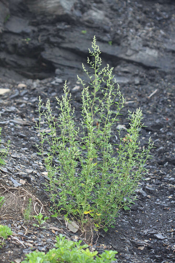 Image de Chenopodium bryoniifolium A. Bunge