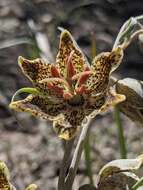 Image of Davidson's fritillary