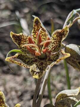 Image of Davidson's fritillary