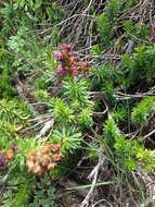 Image of purple mountainheath