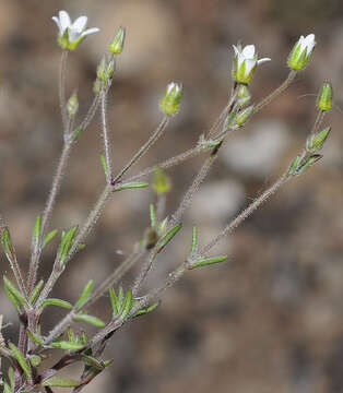 Image of thyme-leaved sandwort