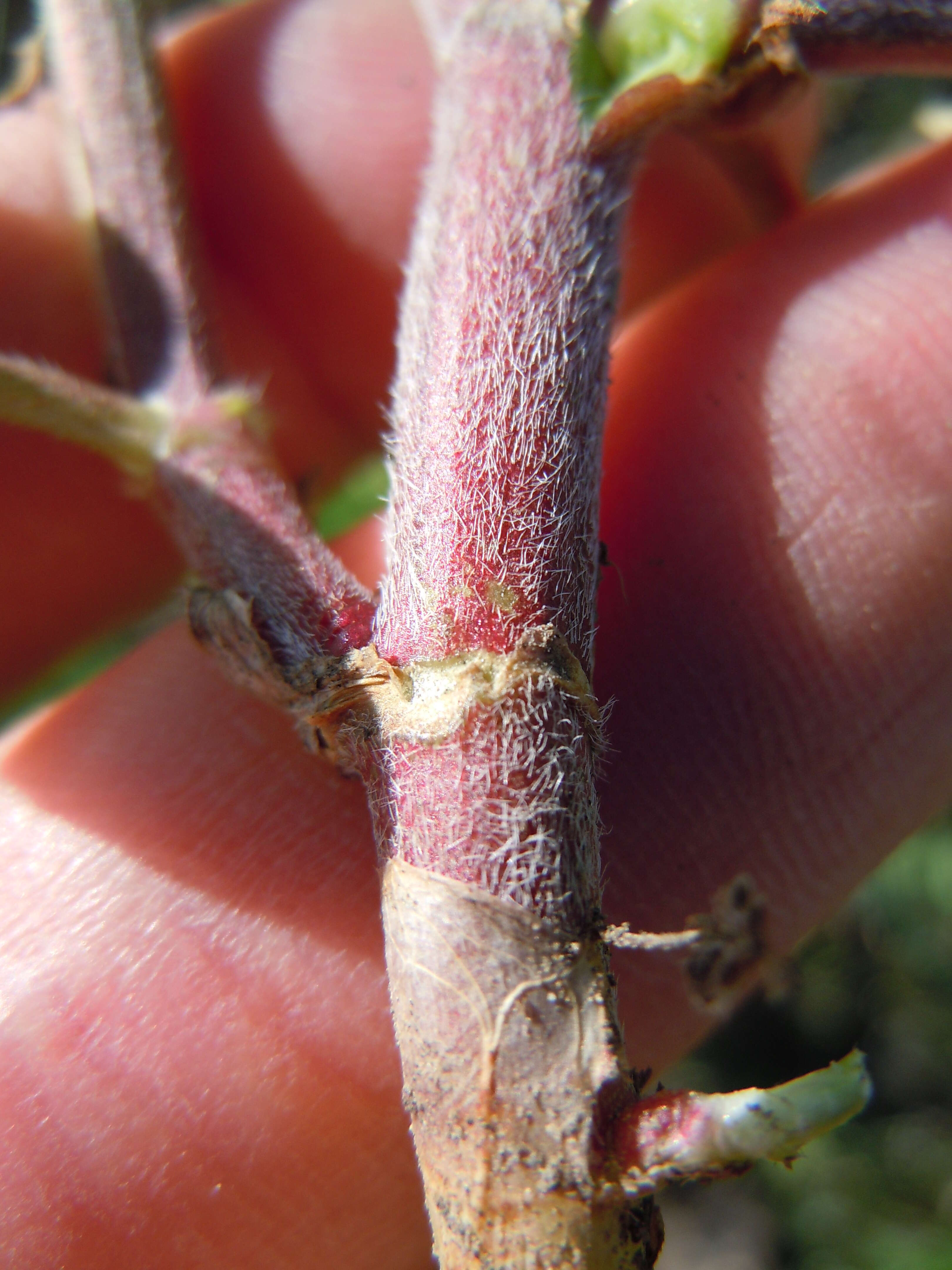 Image of chickpea milkvetch