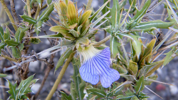 Image de Blepharis aspera Oberm.