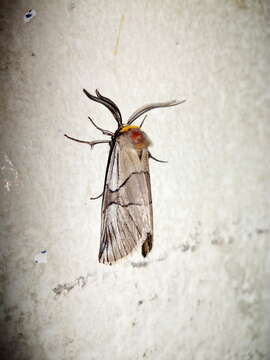 Image of Oxythaphora