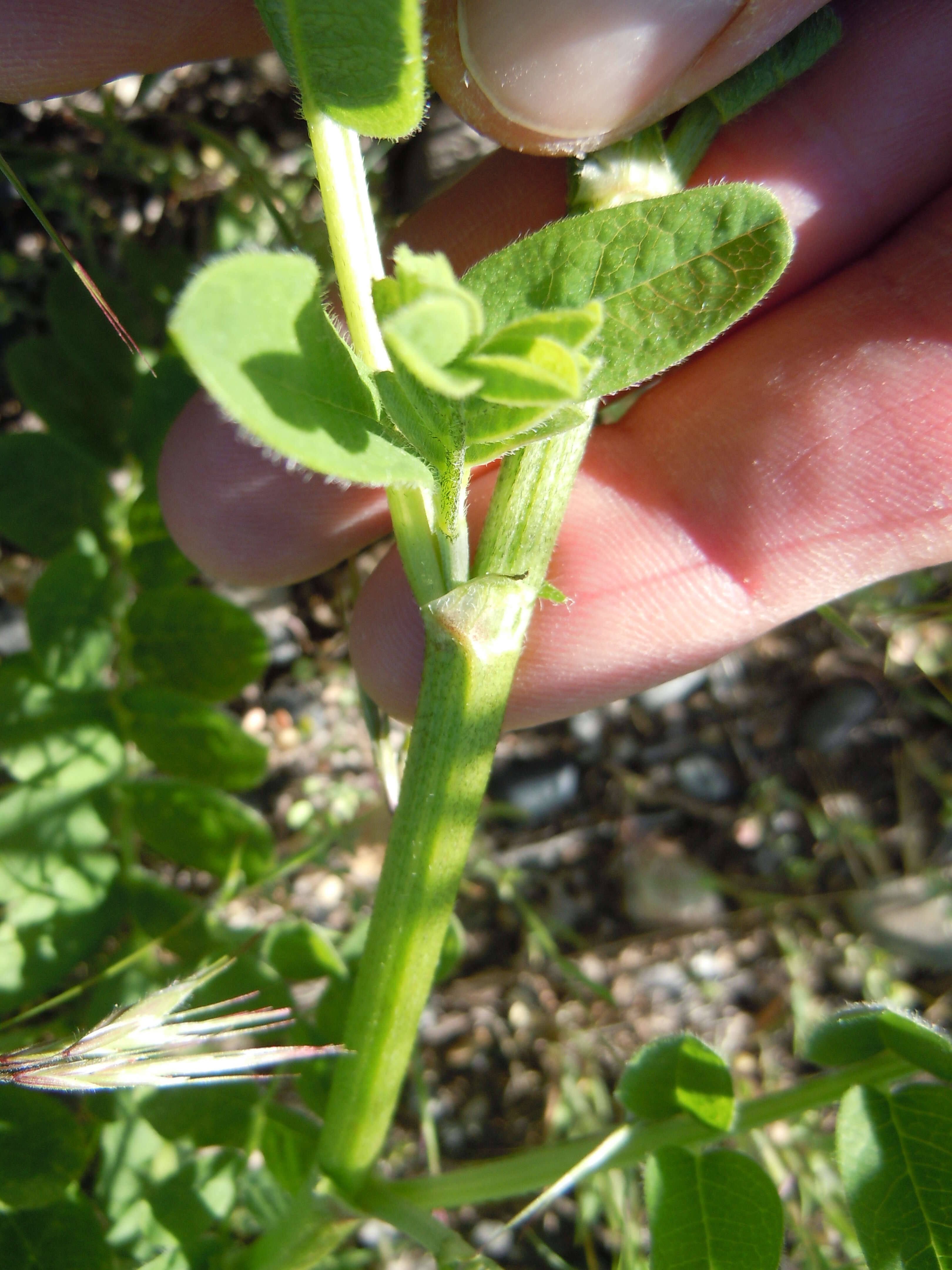 Image of chickpea milkvetch