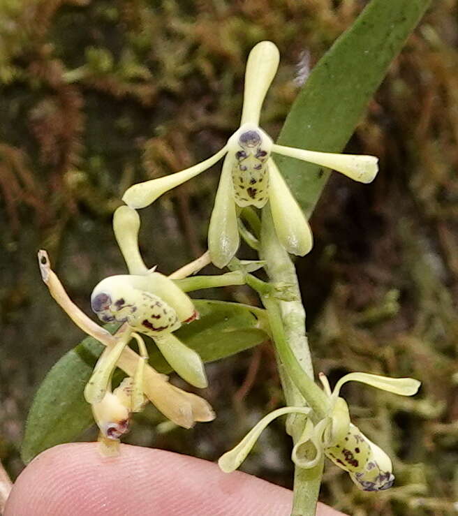 Image of Epidendrum erosum Ames & C. Schweinf.