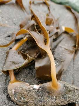 Image of Laminaria yezoensis