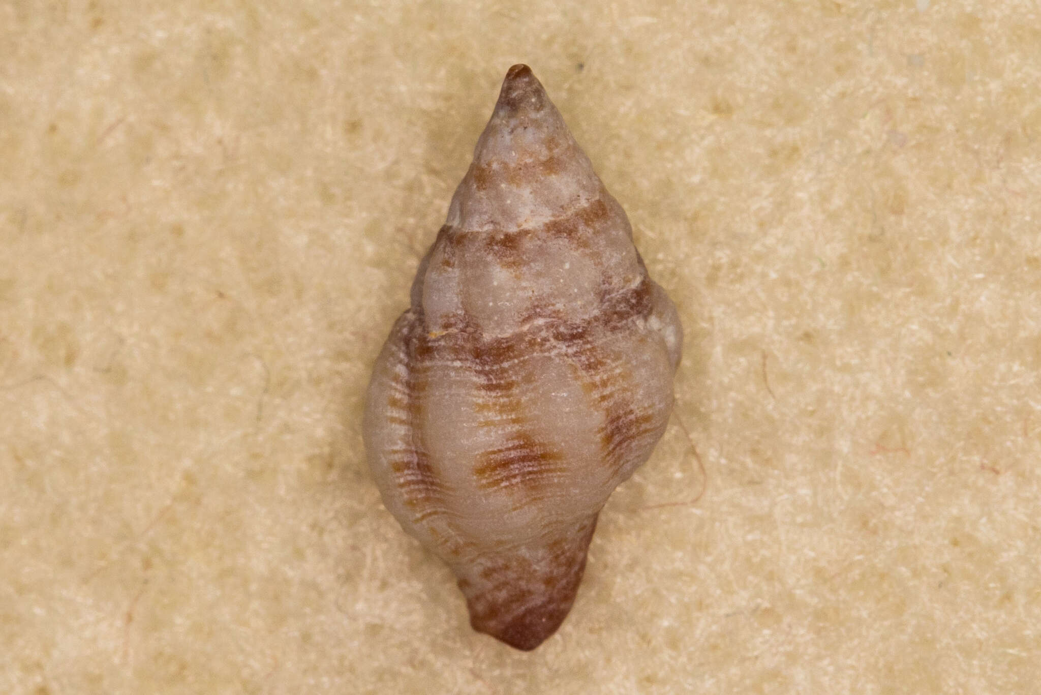 Plancia ëd Peristernia chlorostoma (G. B. Sowerby I 1825)